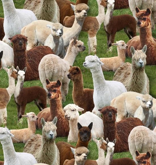 EZS Animals Llamas 445-GREEN - Cotton Fabric