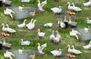 EZS Farm Animals 651-GREEN - Cotton Fabric