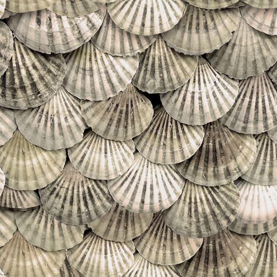 HFF All Hands on Deck U5149-546 Shells Seashells - Cotton Fabric