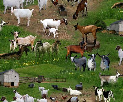 NCI Farm Animals 359-GREEN - Cotton Fabric