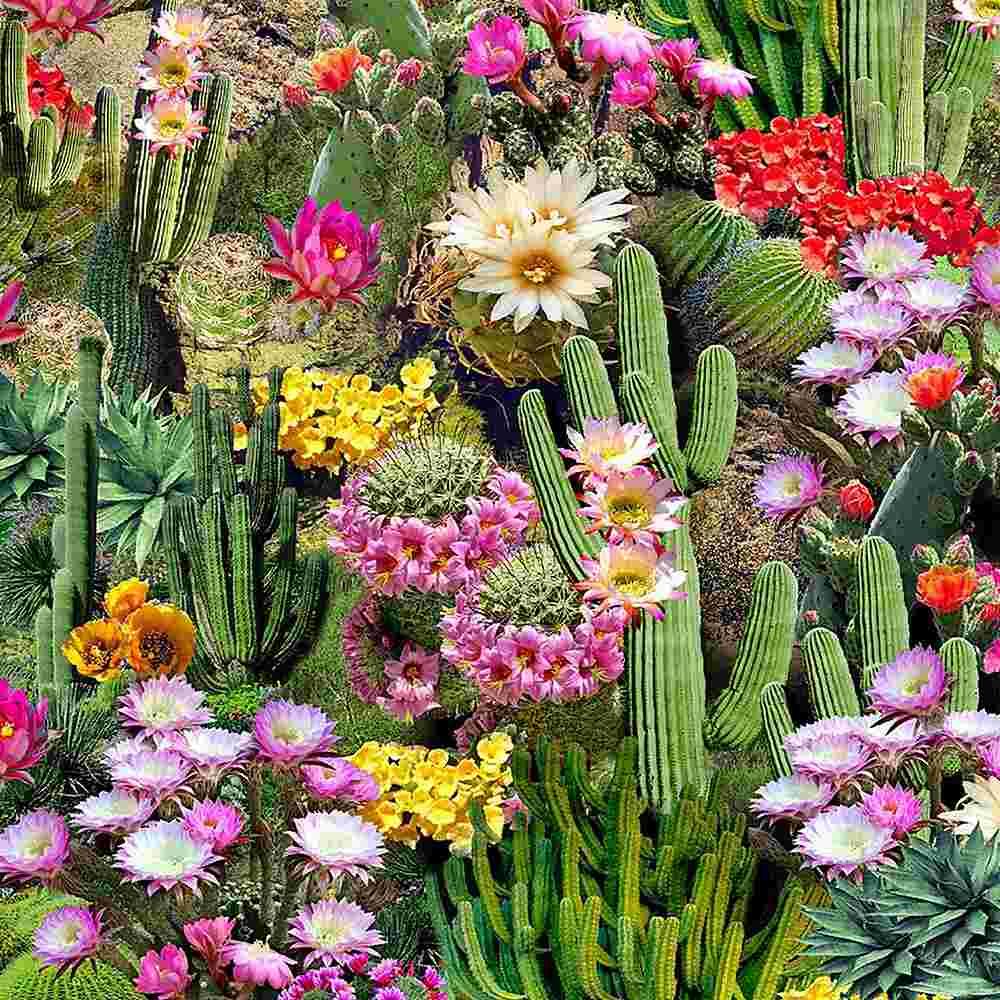 TT Cactus Flowers Bloom CD1786-MULTI