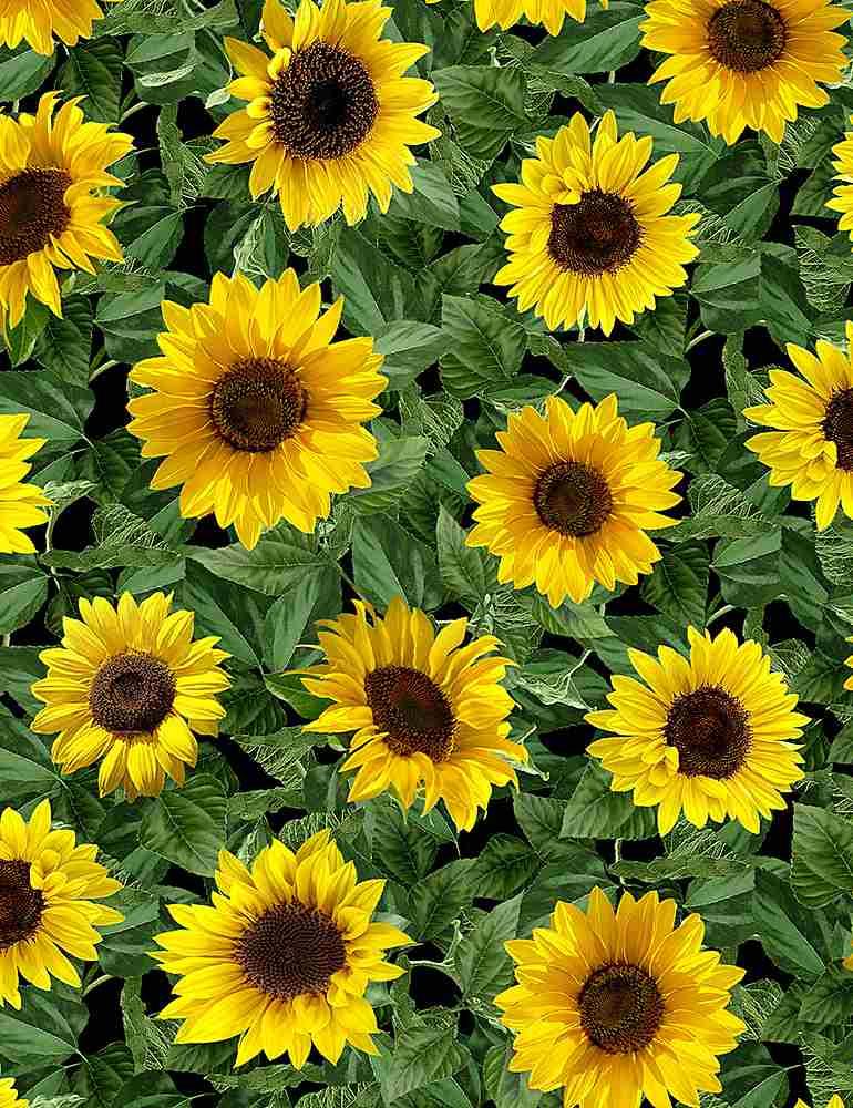 TT Sunflower Sunset - FLEUR-C1133 Black - Cotton Fabric