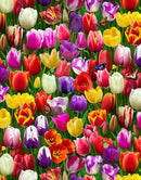 EZS Burst Of Color Tulips And Butterflies - 664-MULTI - Cotton Fabric