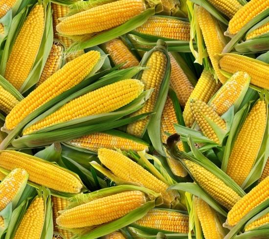 NCI Food Festival Corn Ears - 435-YELLOW - Cotton Fabric