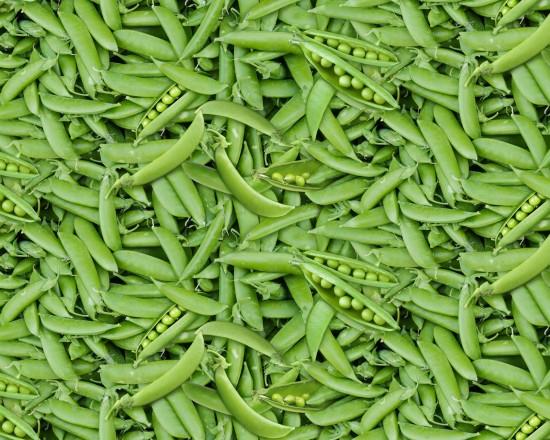 NCI Food Festival Peas - 654-GREEN - Cotton Fabric