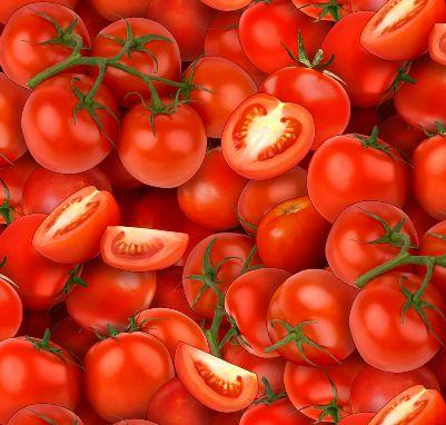 NCI Food Festival Tomatoes - 436-Red - Cotton Fabric