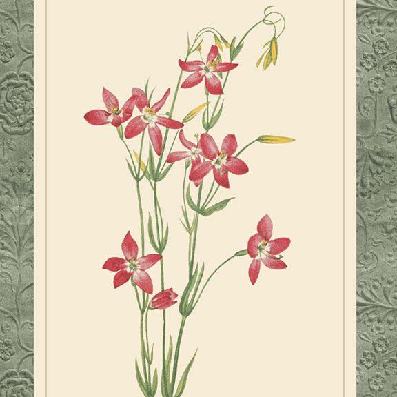 MB Botanical Journal 24" Botanical Prints Panel - R650862P-MULTI - Cotton Fabric
