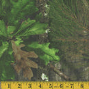 MK Brushed Twill Mossy Oak NWTF - 143451 - Cotton Fabric