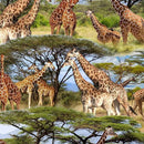 MM Serengeti Plains Savanna Tower - DCX11951-MULT-D - Cotton Fabric