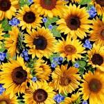 MM Summer Sunflowers Sunflower Meadow - DCX11677-BLAC Black - Cotton Fabric