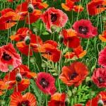 MM Summer Wildflowers Chatty Poppy - DCX11776-RUBY - Cotton Fabric