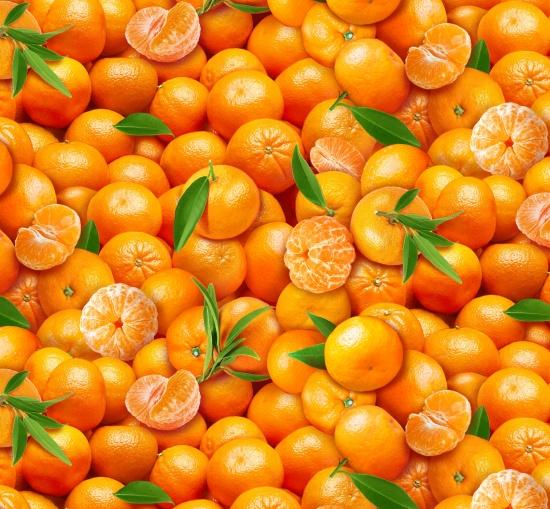 NCI Food Festival Oranges - 720-ORANGE - Cotton Fabric