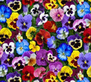 NCI Lovely Pansies 475-MULTI - Cotton Fabric