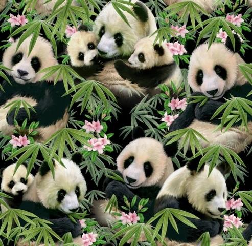 STUDIO E Panda Bears - 1230-BLACK - Cotton Fabric