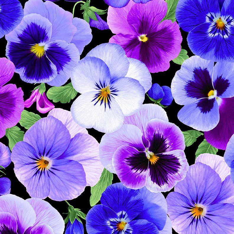 TT Pansy Perfection Large Floral - CD3750-PANSY - Cotton Fabric