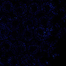 TT Tonga Radiant Meadow Batiks Swirl Wood Cut - B2703-INDIGO - Cotton Fabric
