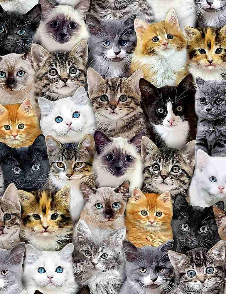TT Wild Cat Mixed Breed of Cats - CD8417-MULTI - Cotton Fabric