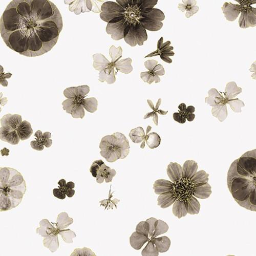 BTX Floral Impressions 8678M-01 White - Cotton Fabric