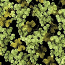 BTX Vineyard Classics II 8607-44 - Cotton Fabric