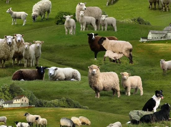 EZS Farm Animals Sheep 360-GREEN - Cotton Fabric