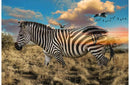 HFF Call of the Wild Zebra, R4612-700 - Cotton Fabric