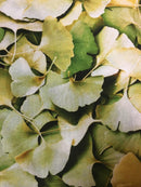 HFF Leaf Me Be Q4450-71 Lime - Cotton Fabric