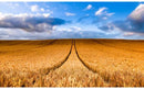 HFF Sun Up To Sundown R4692-84 Wheat Field and Sky Fabric Panel