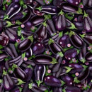QT Fresh 28471-VJ Eggplant - Cotton Fabric