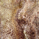 QT Fusion Splash 1649-27607-A Brown - Cotton Quilting Fabric