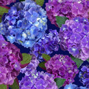 QT Hydrangea Blooms 29559-X - Cotton Fabric