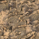 QT Running Wild 1649-23740-A - Cotton Fabric