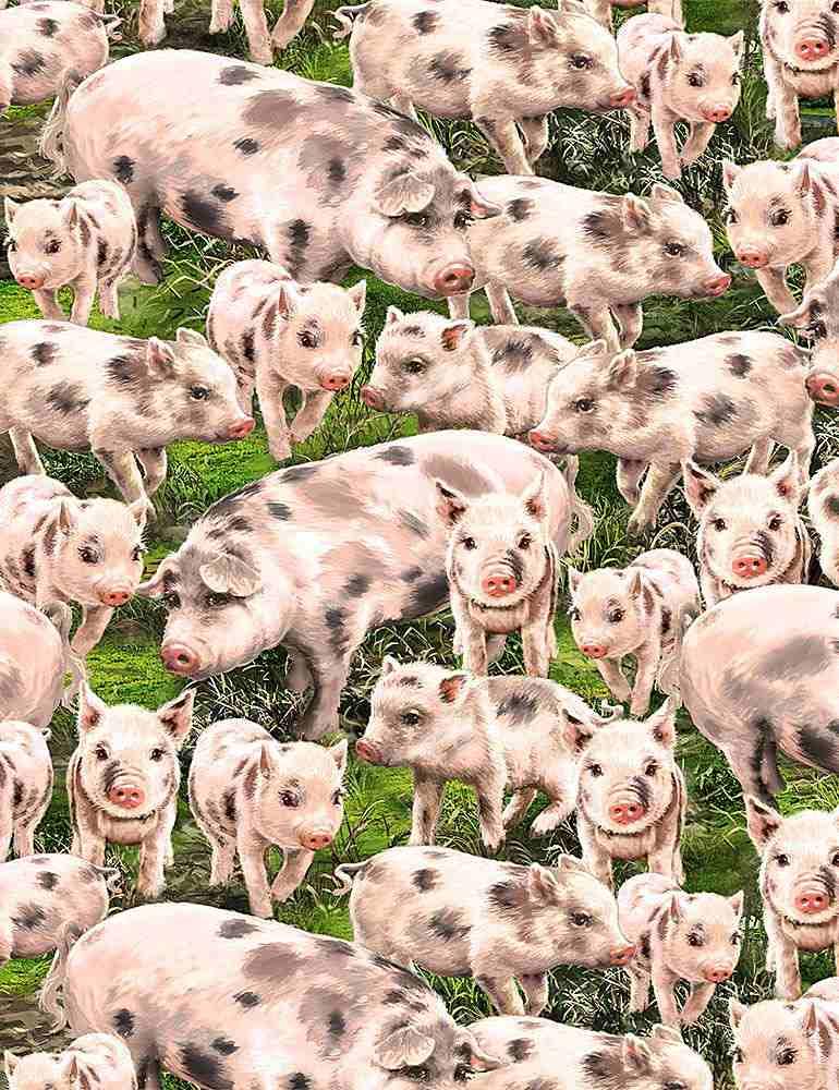 TT Farm Life - Packed Pigs - DONA-C8338-MULTI - Cotton Fabric
