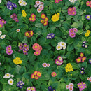 TT Garden Florals CD1707-MULTI - Cotton Fabric