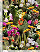 TT Packed Cacti Flowers WEST-C7357-MULTI - Cotton Fabric